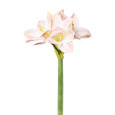 Amaryllis, 64 cm, rosa