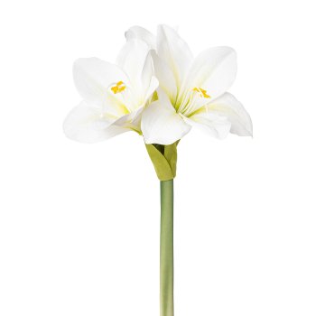 Amaryllis short handle, 37cm, white