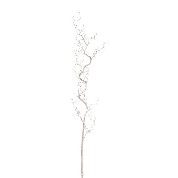 Corkscrew Hazel, 125cm, Champagne