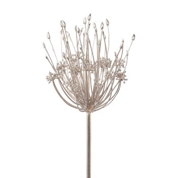 Allium, 82cm, Champagne