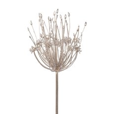Allium, 82 cm, champagner