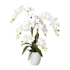 Phalaenopsis, Real Touch,