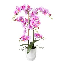 Phalaenopsis, Real Touch,67cm,