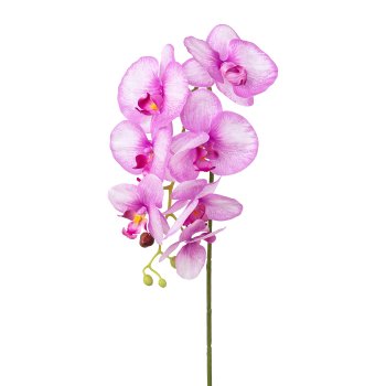 Phalaenopsis x 7, Real Touch, 76cm, orchidee