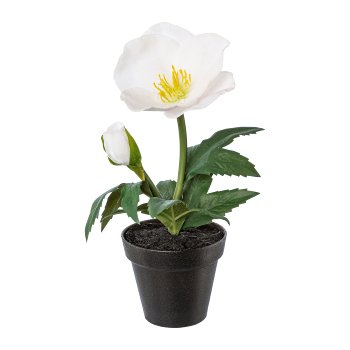 Velvet christmas rose in pot, 19,cm, white