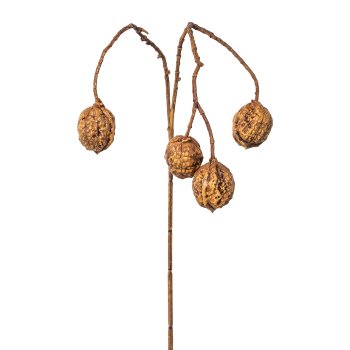 Walnut branch, 64cm, natural