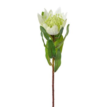 Protea, 48cm, white