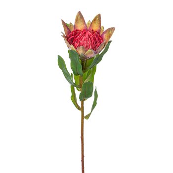 Protea, 48cm, green-pink