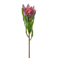Protea, 48 cm, lila