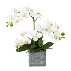 Phalenopsis x 3 in melamine