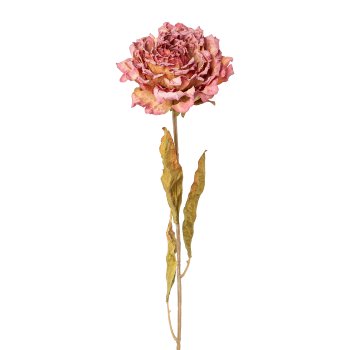 Peonie, 64cm, rosa