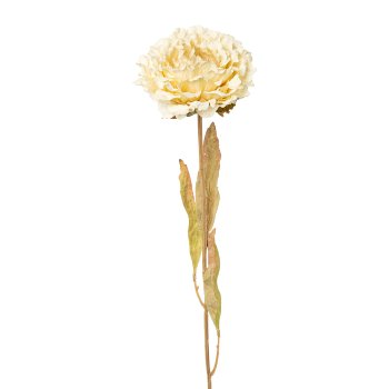 Peonie, 64cm, creme