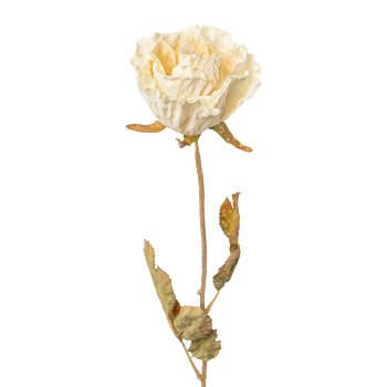 Rose, 53cm, cream