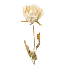 Rose, 53 cm, creme