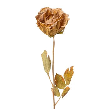 Rose, 53cm, cognac