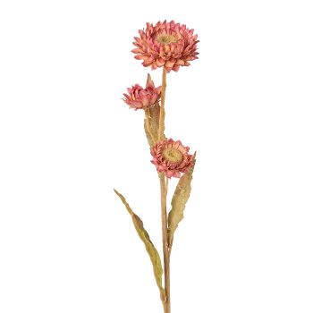 Strohblume, 61cm, rosa