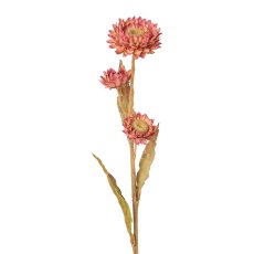 Strawflower, 61 cm, pink