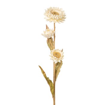 Strawflower, 61cm, cream