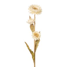 Strawflower, 61 cm, cream