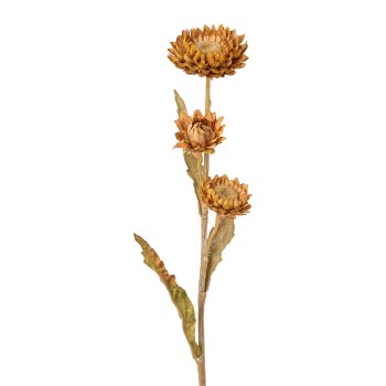 Strohblume, 61cm, cognac