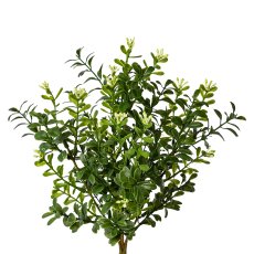 Boxwood bush 1/poly, 30 cm,