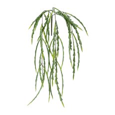 Asplenium hanger 1/poly, 70
