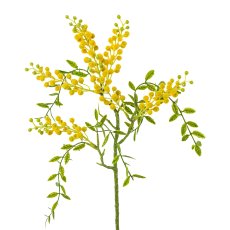 Mimosen-Hängezweig, 58 cm,