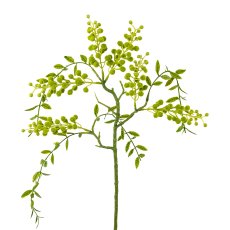 Mimosen-Hängezweig, 58 cm,
