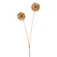 Allium, 55 cm, gold,