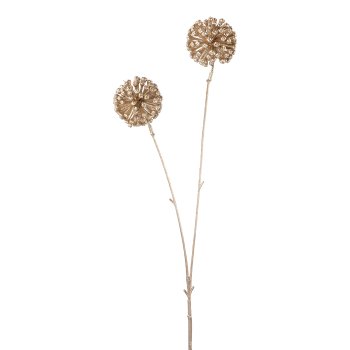 Allium, 55cm, champagner,