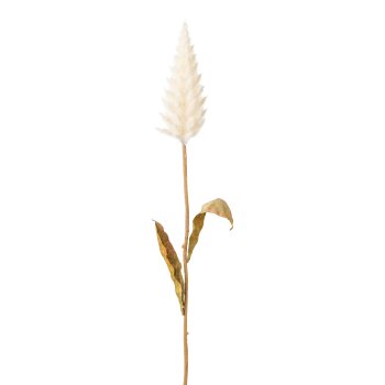 Celosienzweig, 57cm, creme,