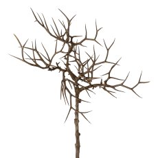 Thorn branch, 45cm, natural,