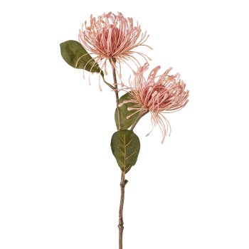 Nadelkissenprotea x 2, 56cm, rosa,