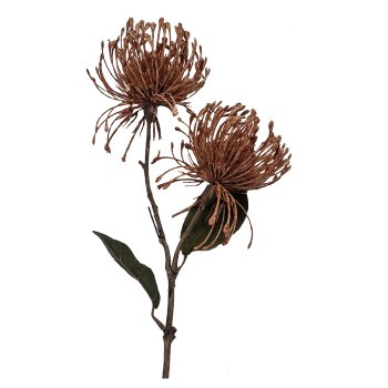 Nadelkissenprotea x 2, 56cm, cognac,