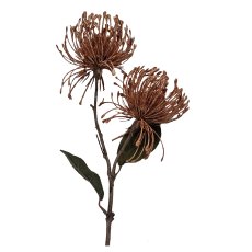 Pincushion protea x 2, 56 cm,