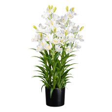 Cymbidia in pot, 90cm, white