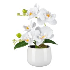 Phalaenopsis in white ceramic