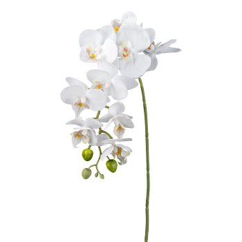 Phalaenopsis x9, 77cm, white