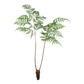 Dryopteris, 105cm, grün