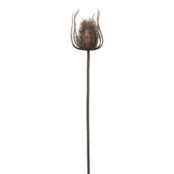 Card thistle, 73cm, brown