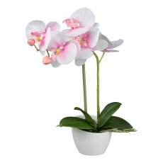 Phalaenopsis in white melamine pot, 33cm, pink