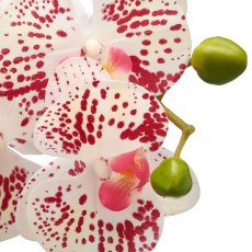 Phalaenopsis in white melamine pot, 33cm, white