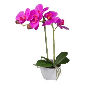 Phalaenopsis in white melamine pot, 33cm, purple