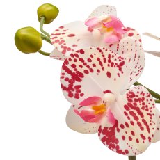Phalaenopsis im Melamintopf, 33cm, weißlila gesprenkelt real touch Set 2