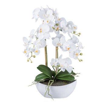 Phalaenopsis in white melamine pot, 55cm, white