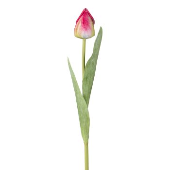 Tulip, 49cm, dark pink