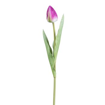 Tulip, 49cm, purple