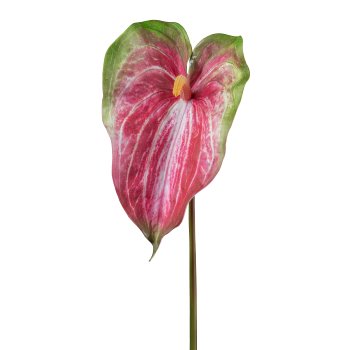 Anthurium, 70cm, pink