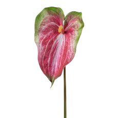 Anthurium, 70 cm, pink