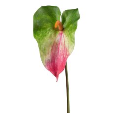 Anthurium, 70 cm, green-pink